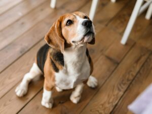Close up of a beagle dog standing