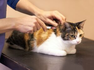 Gentle as she can be. Closeup shot of a cat getting examined by a vet.