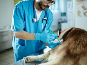 Vaccination of dog