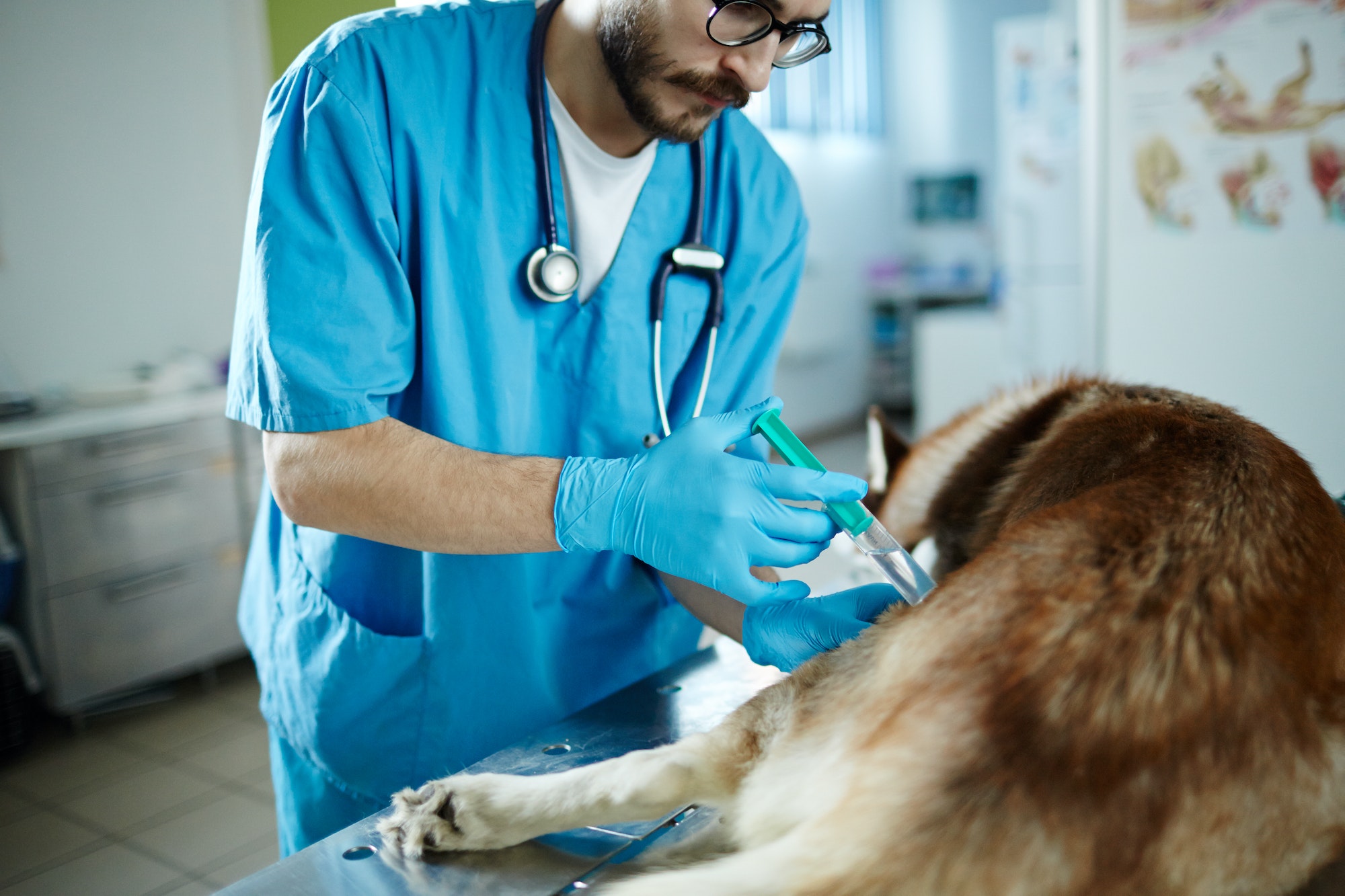 Vaccination of dog