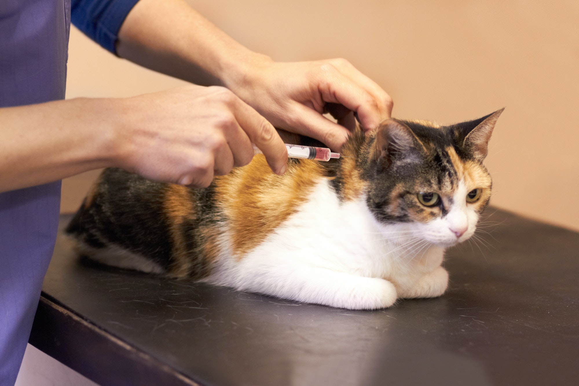 Gentle as she can be. Closeup shot of a cat getting examined by a vet.